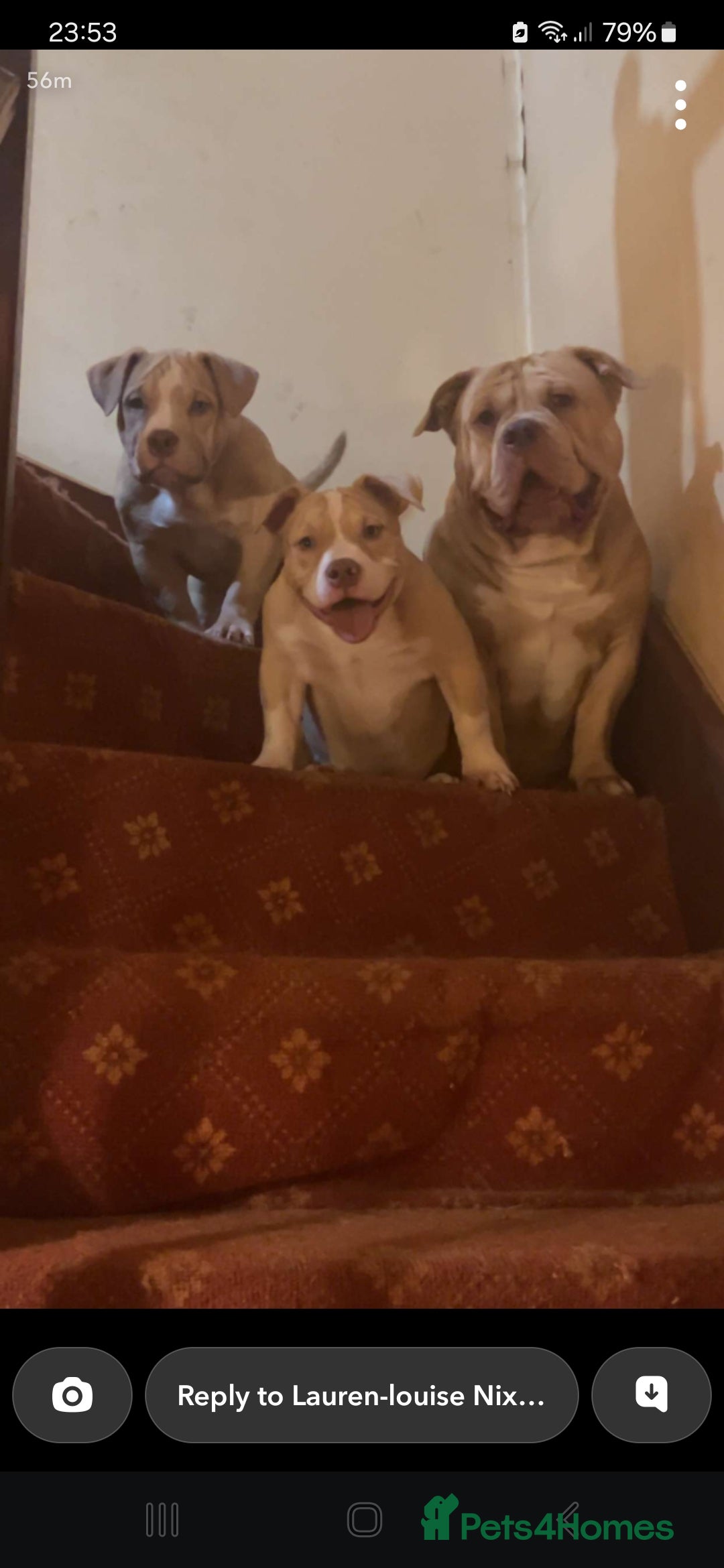 American Bully dogs for sale: Rambo  - Image 2