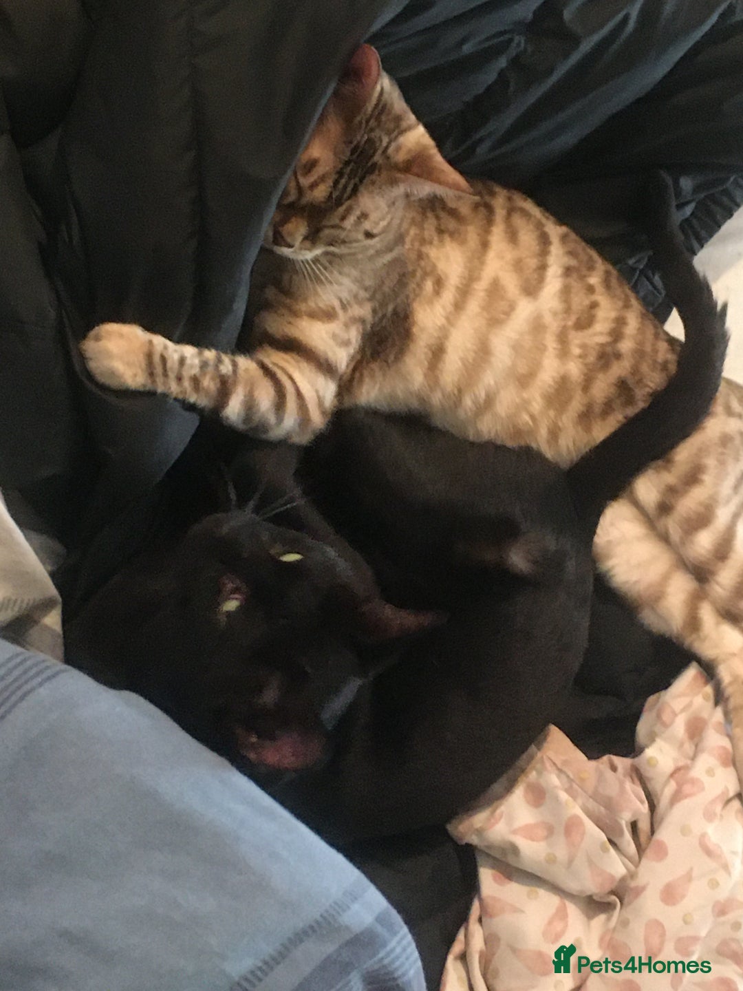 Bengal cats for sale: £100 if collected today MELANISTIC  - Image 7