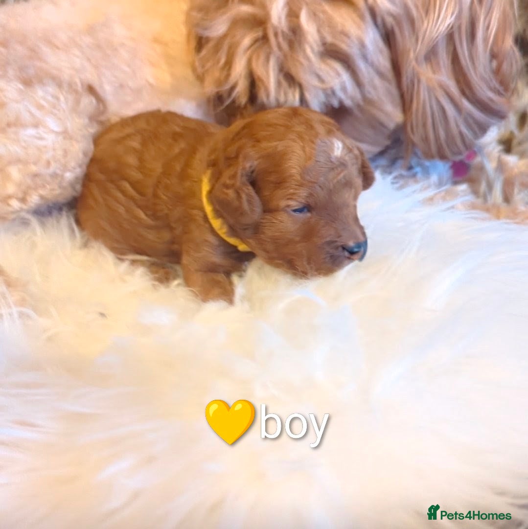 Cavapoo dogs Beautiful Cavapoo Puppies – Ready Soon 🐾 4💙 2🩷 - Advert 9