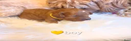 Cavapoo dogs for sale: Beautiful Cavapoo Puppies – Ready Soon 🐾 4💙 2🩷 - Advert 6