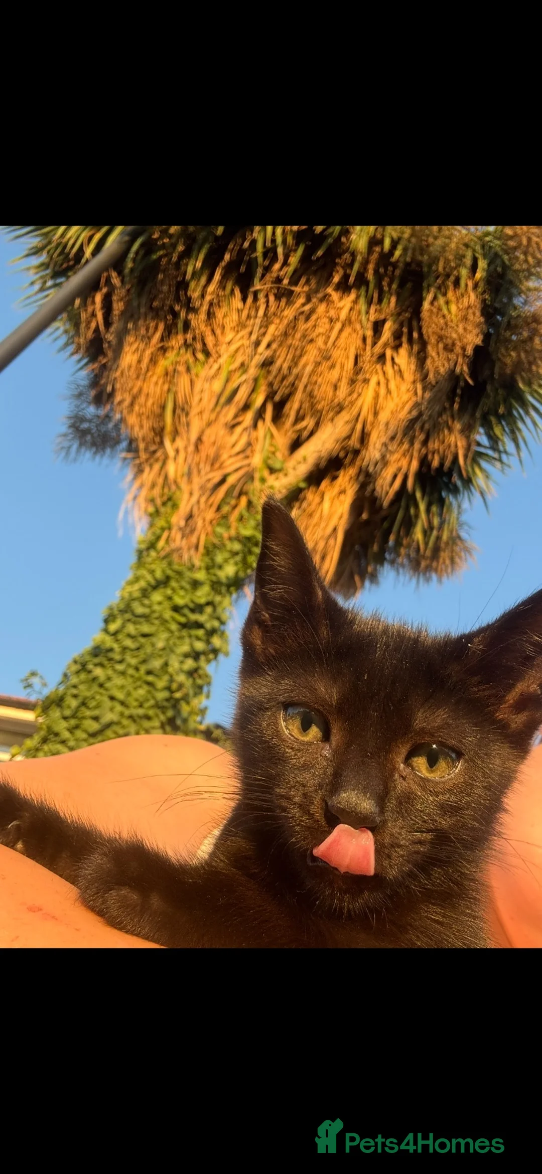 Mixed Breed cats for sale: Two Beautiful Rescue Kittens in London - Advert 2