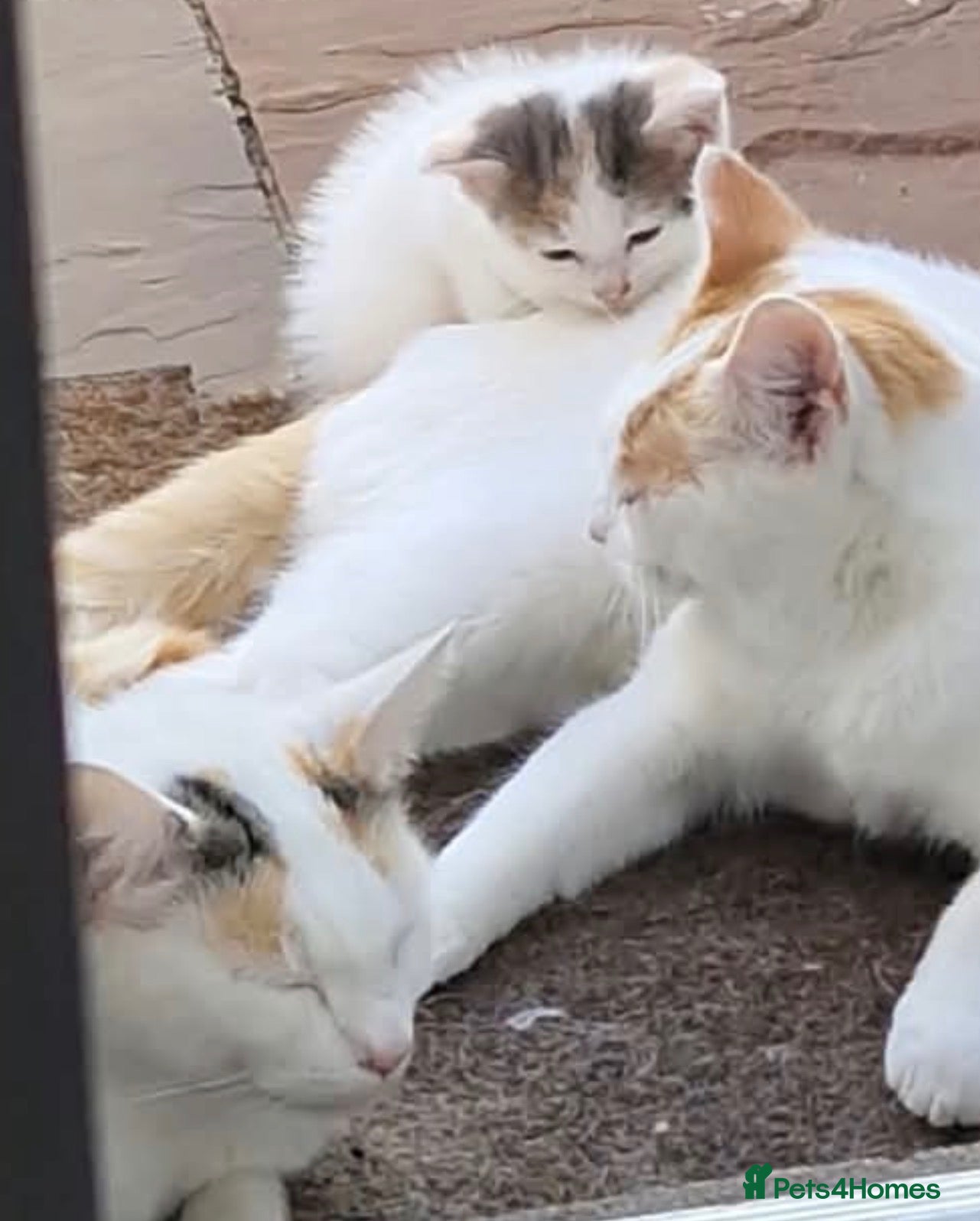 Domestic Shorthair cats 2 tabby girls 1 black white boy  for sale.  - Advert 1