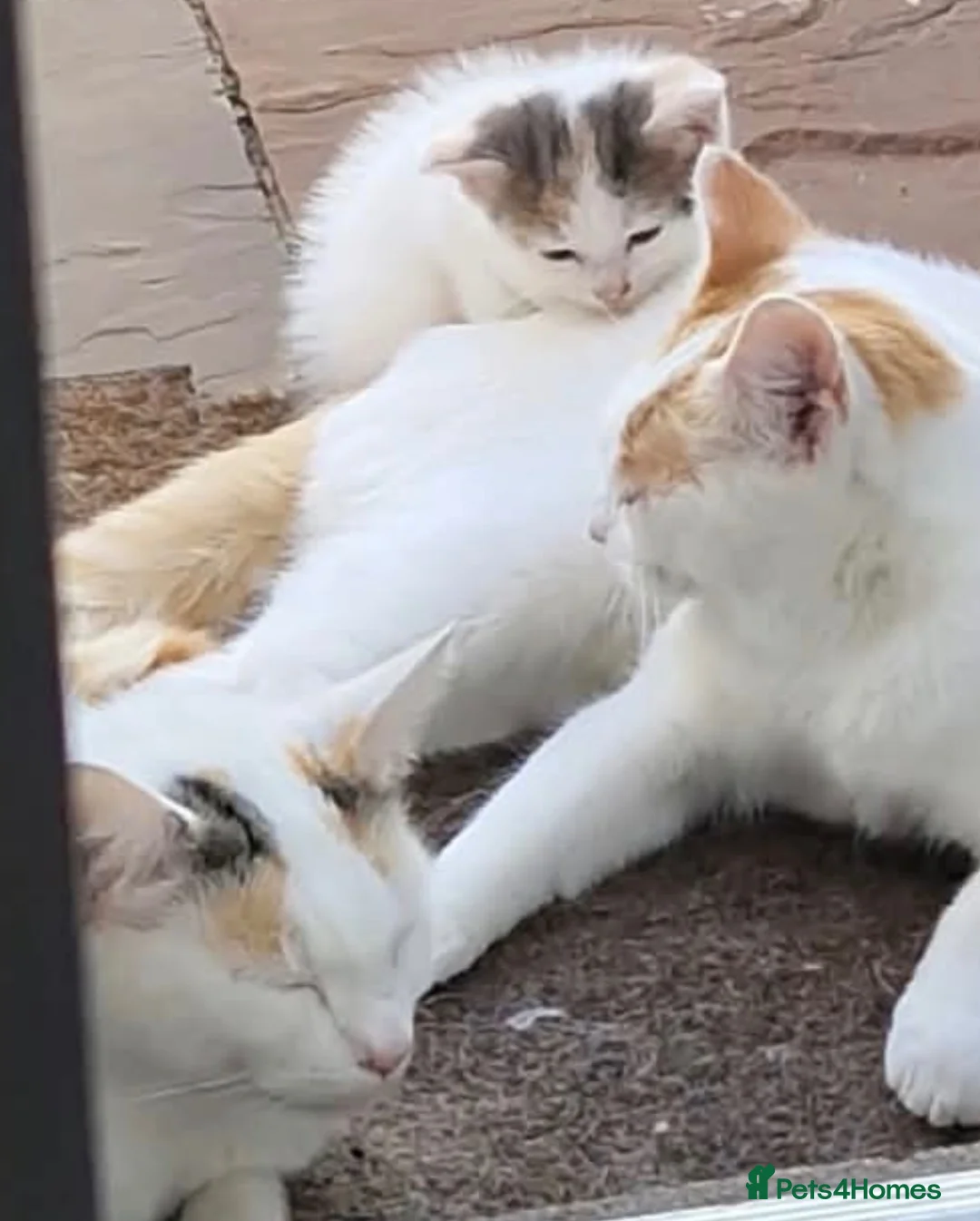 Domestic Shorthair cats for sale: 2 tabby girls 1 black white boy  for sale.  - Advert 1
