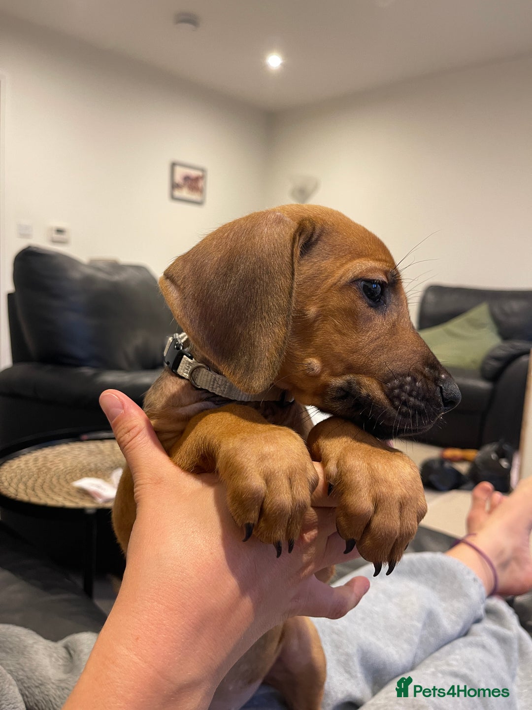 Rhodesian Ridgeback dogs for sale: Pedigree Ridgeback Puppies - READY FOR VIEWING in Scunthorpe - Image 14