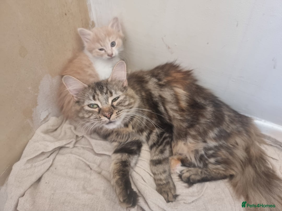 Mixed Breed cats for sale: Half norweigen forest cat 1/4 bengal 1/4 longhair - Image 26