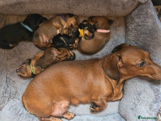 Miniature Dachshund dogs - Advert 5