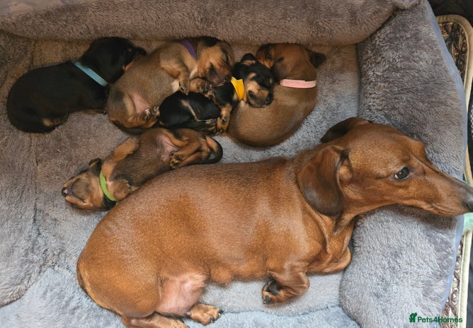 Miniature Dachshund dogs - Advert 1