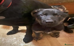 German Shepherd dogs for sale: 2 German Shepherd pups for sale - Image 3