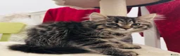 Mixed Breed cats for sale: Female Ragdoll X ready for a new home. - Advert 7