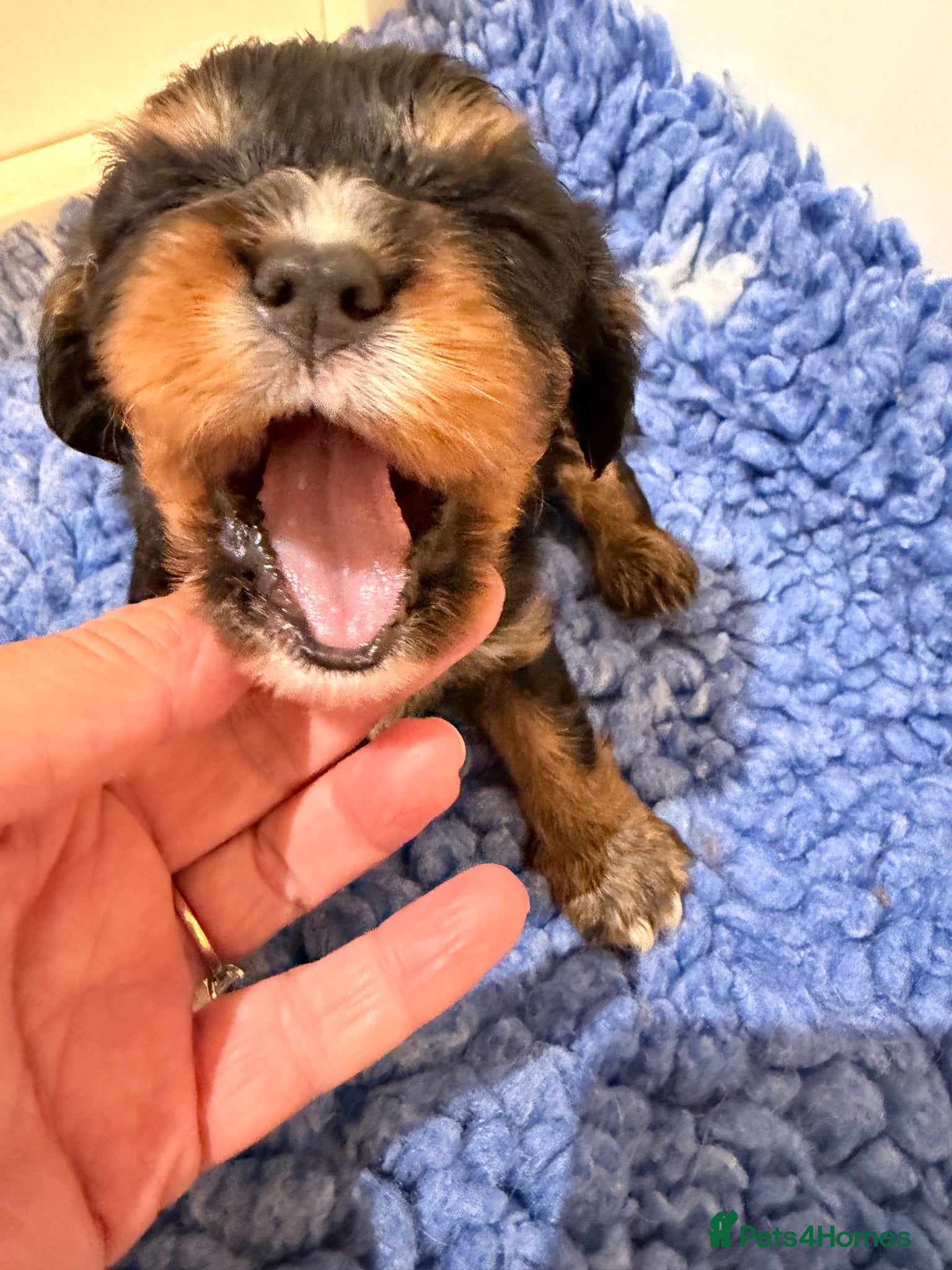 Cavalier King Charles Spaniel dogs Stunning cavalier King Charles spaniel puppies  - Advert 2