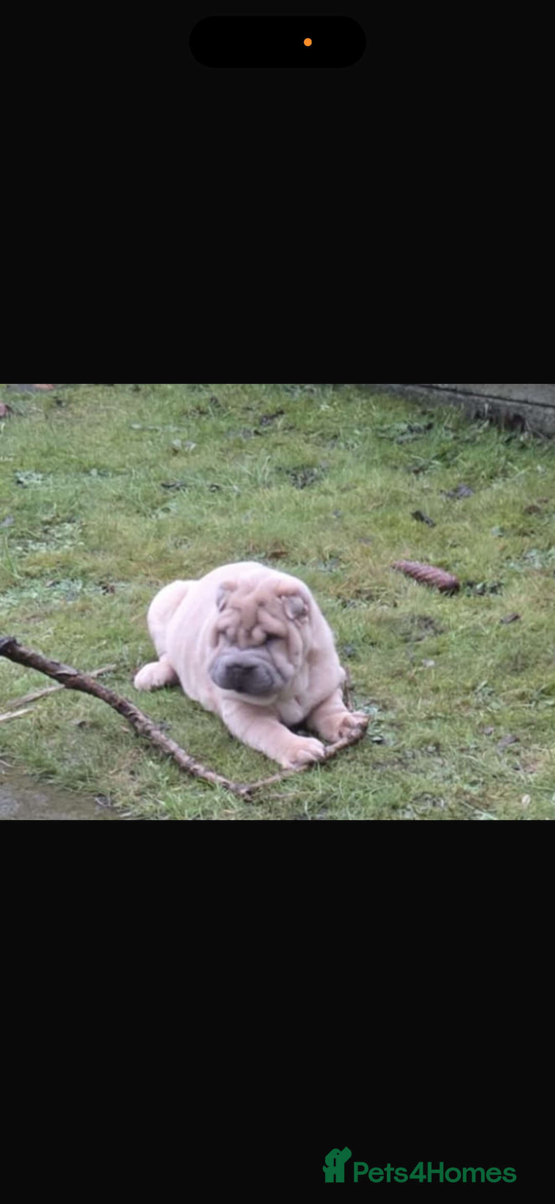 Shar Pei dogs for sale: Shar pei chunky boy  - Advert 11