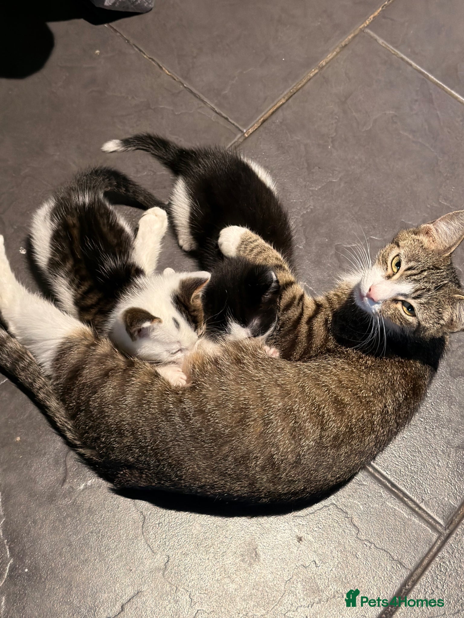 Mixed Breed cats Arabian/Ragdoll Cross Kittens for sale.  - Advert 4