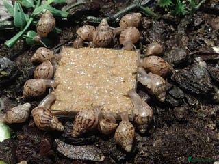Snails invertebrates Giant african land snail babies for sale - Advert 15