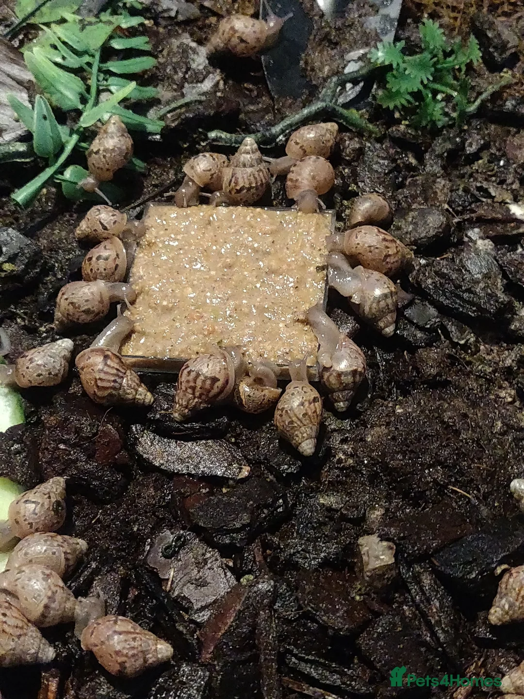 Snails invertebrates for sale: Giant african land snail babies for sale - Advert 1