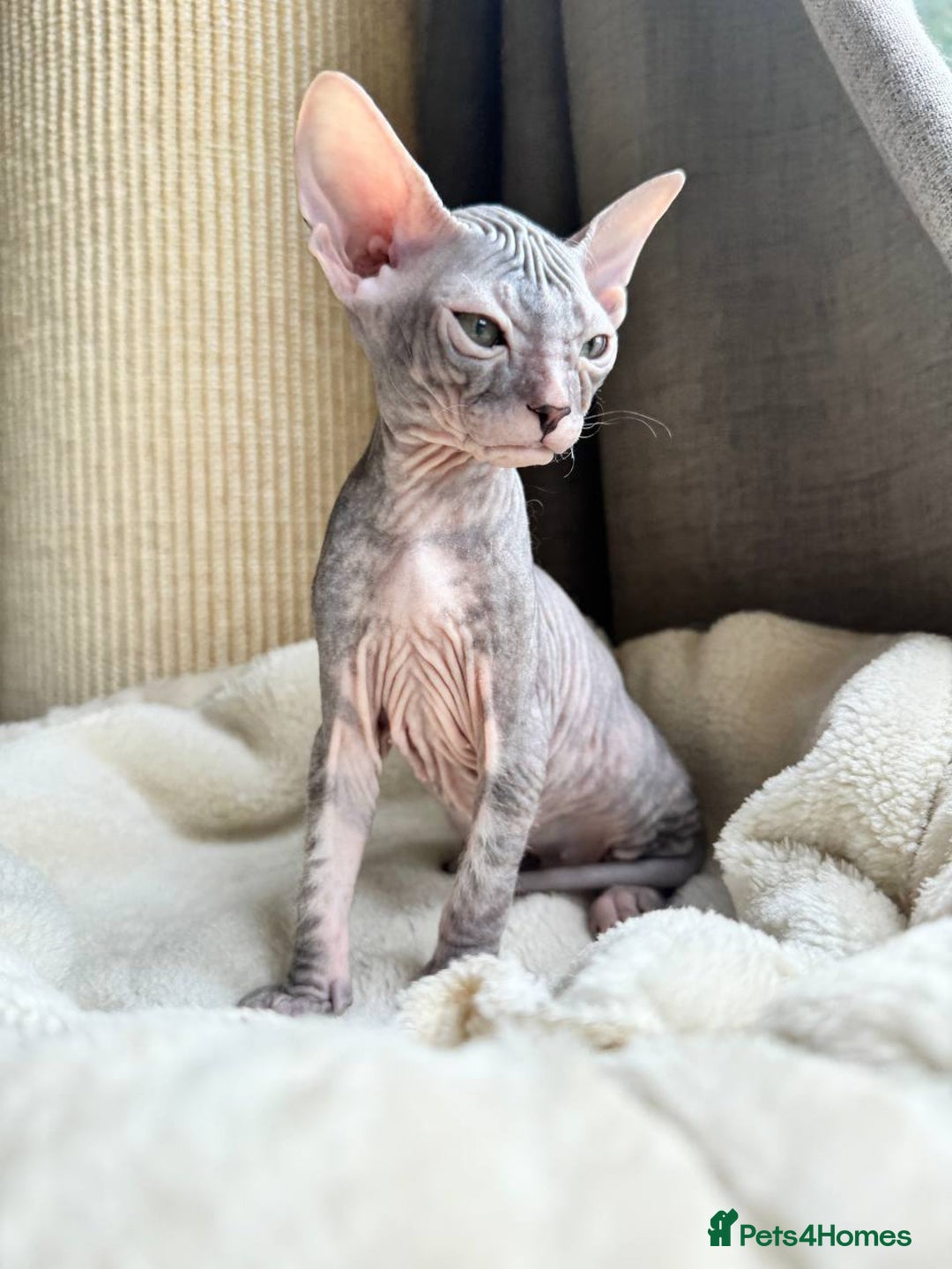 Sphynx cats for sale: Don Sphynx Kittens - Image 14