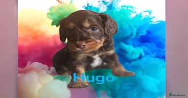 Cockapoo dogs - Advert 7