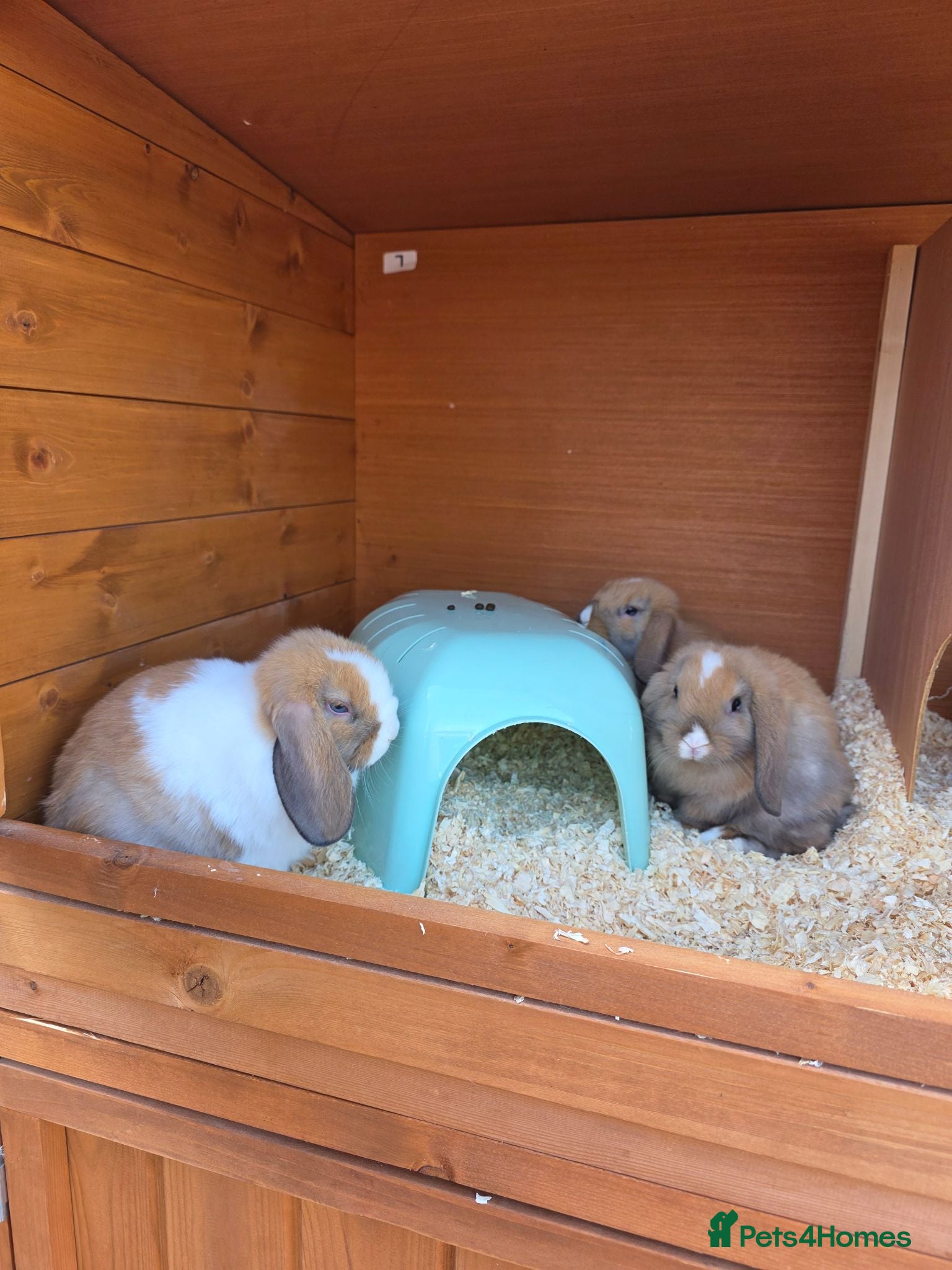 Mini Lop rabbits Baby mini lops for sale - Advert 1