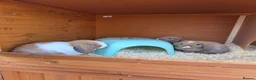 Mini Lop rabbits for sale: Baby mini lops for sale - Advert 1