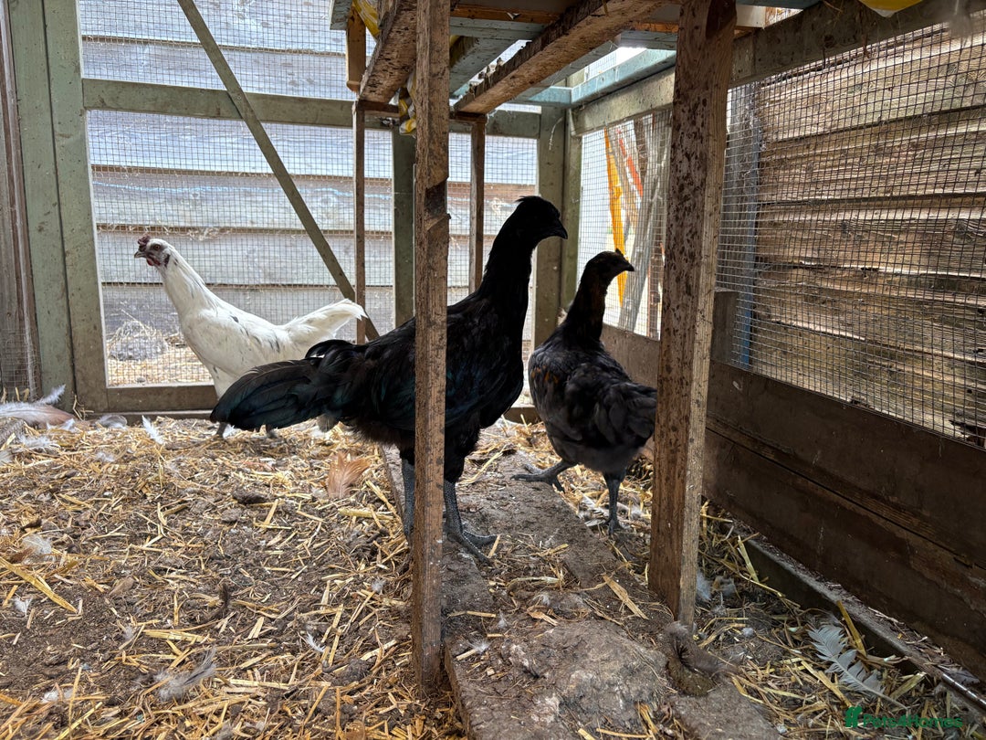 Chickens poultry for sale: Rooster  - Image 4