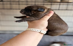 Staffordshire Bull Terrier dogs for sale: KC Staffordshire Bull Terrier - Image 17