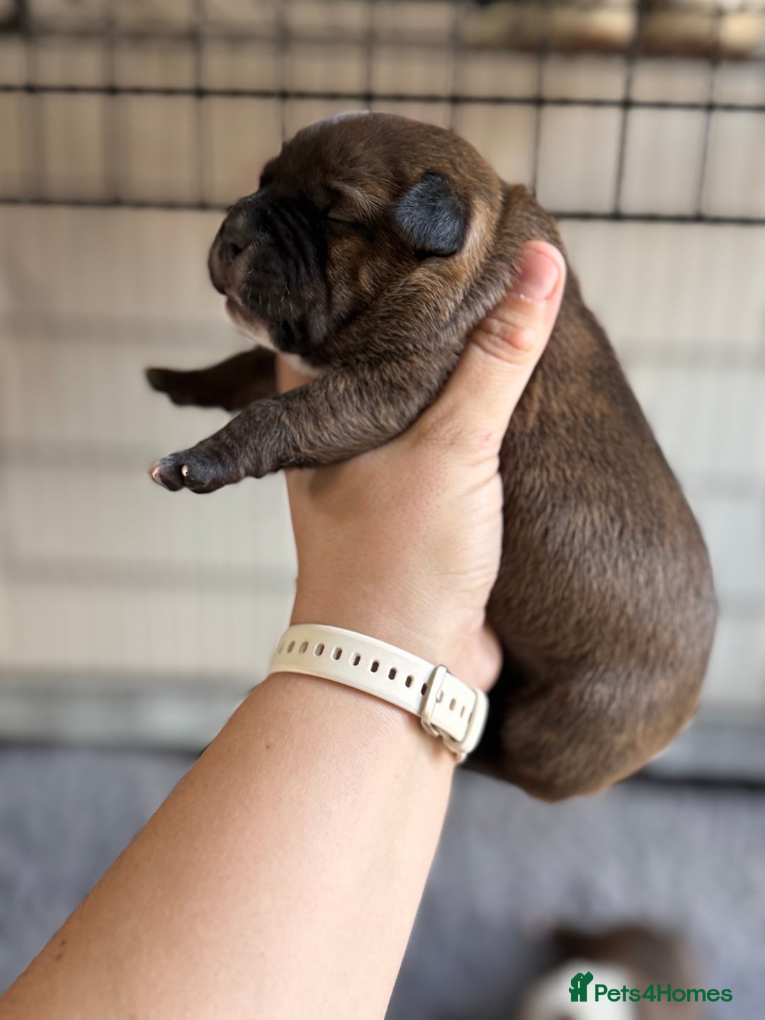 Staffordshire Bull Terrier dogs for sale: KC Staffordshire Bull Terrier - Image 17