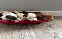 Jack Russell dogs for sale: Miniature Jack Russell’s   - Image 3