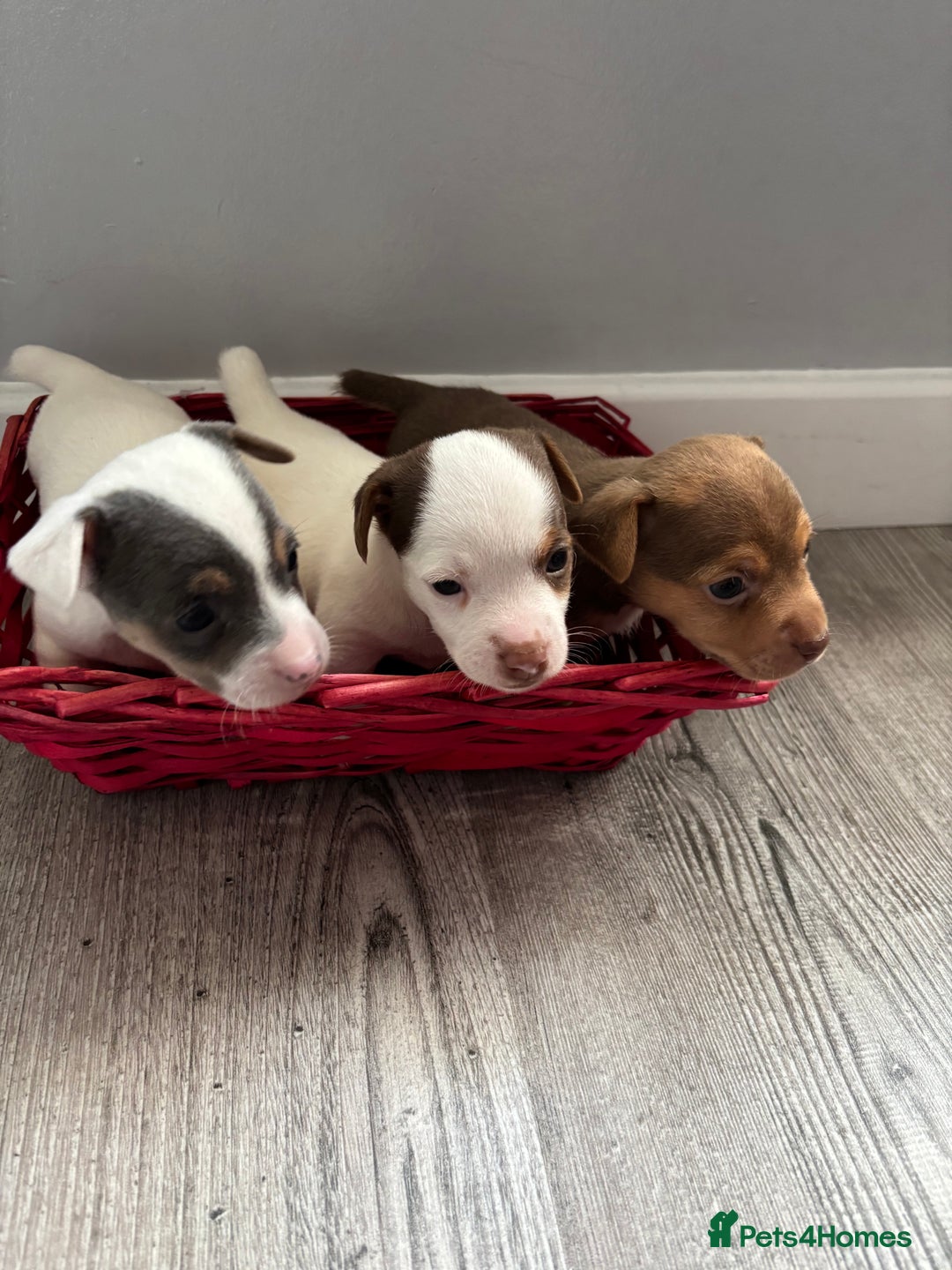 Jack Russell dogs for sale: Miniature Jack Russell’s   - Image 3