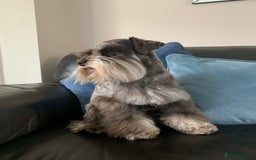 Miniature Schnauzer dogs for stud: KC REG Chocolate & Tan Miniature Schnauzer Stud - Image 5