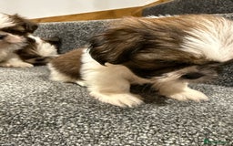 Shih Tzu dogs for sale: Summer Shihtzu Puppies - Image 11