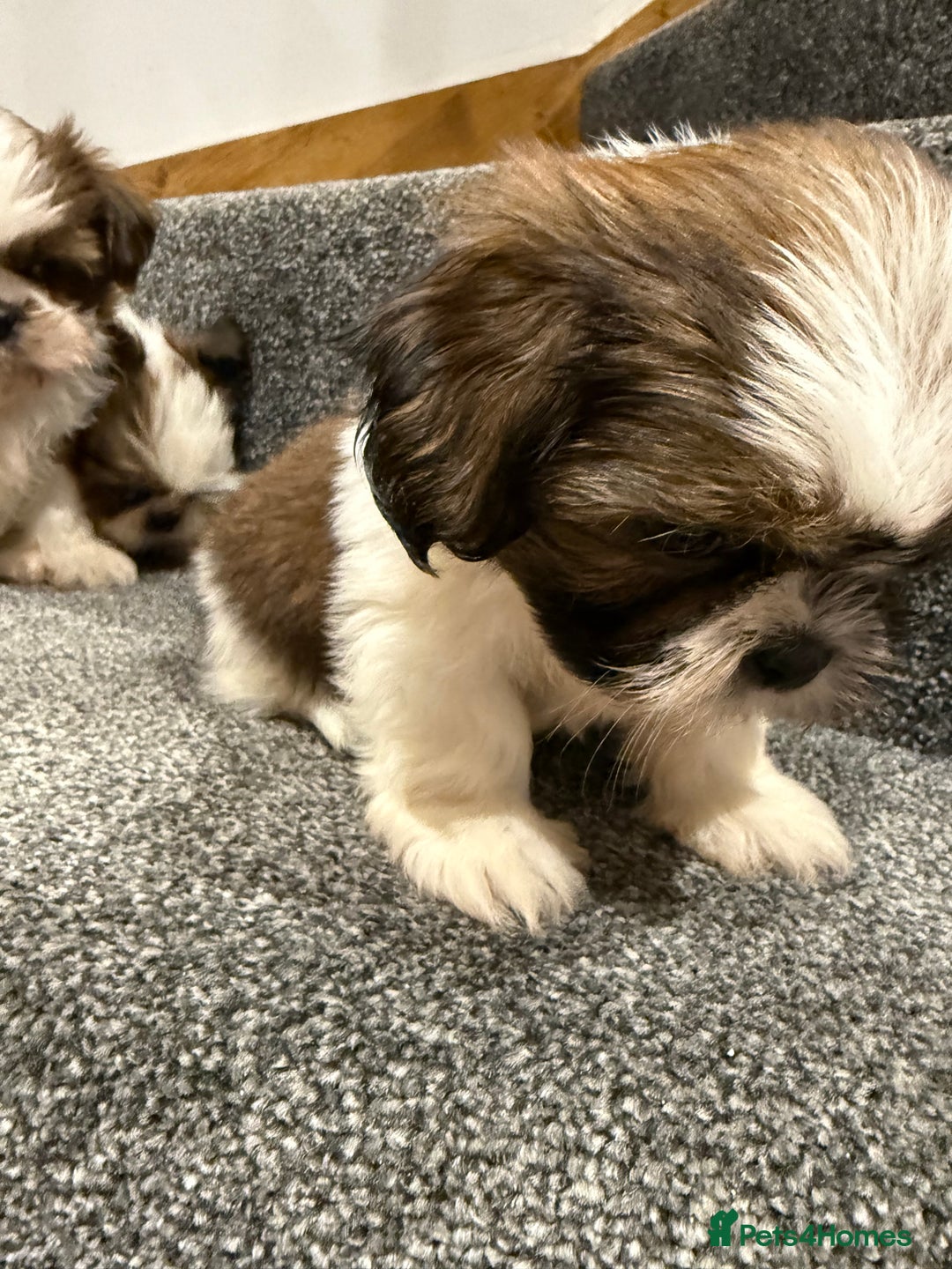 Shih Tzu dogs for sale: Summer Shihtzu Puppies - Image 11