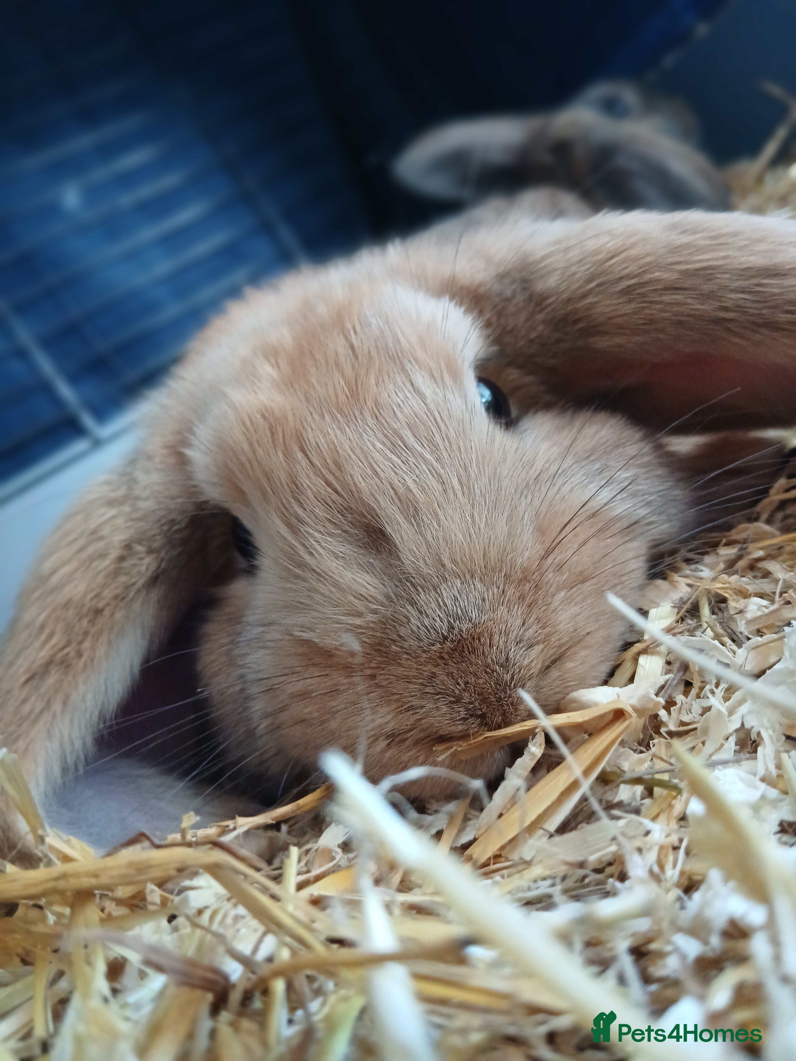 Mixed Breed rabbits  rabbits - Advert 3