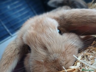 Mixed Breed rabbits 5 baby rabbits - Advert 23