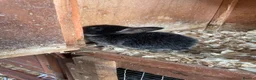 Mini Lop rabbits for sale: Otter mini lop kits - Advert 2