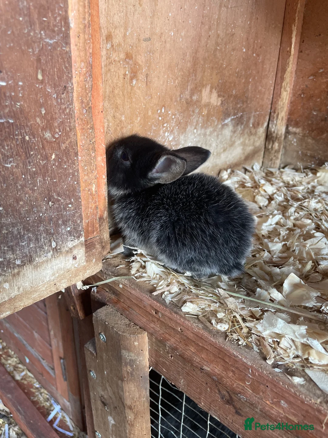 Mini Lop rabbits for sale: Otter mini lop kits - Advert 2