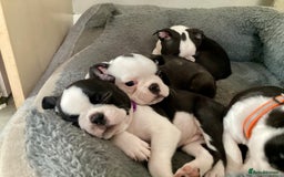 Boston Terrier dogs for sale: 9 BEAUTIFUL BOSTON TERRIER PUPPIES (4 GIRLS LEFT) - Image 11