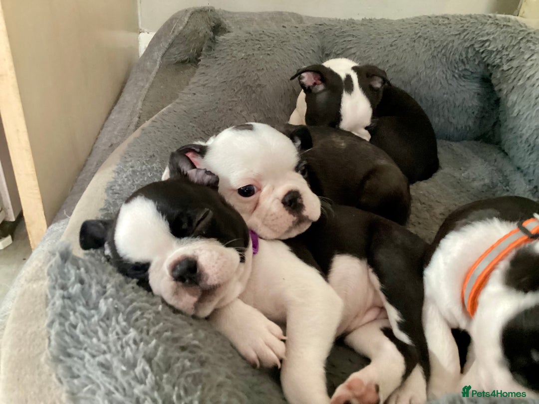 Boston Terrier dogs for sale: 9 BEAUTIFUL BOSTON TERRIER PUPPIES (4 GIRLS LEFT) - Image 11