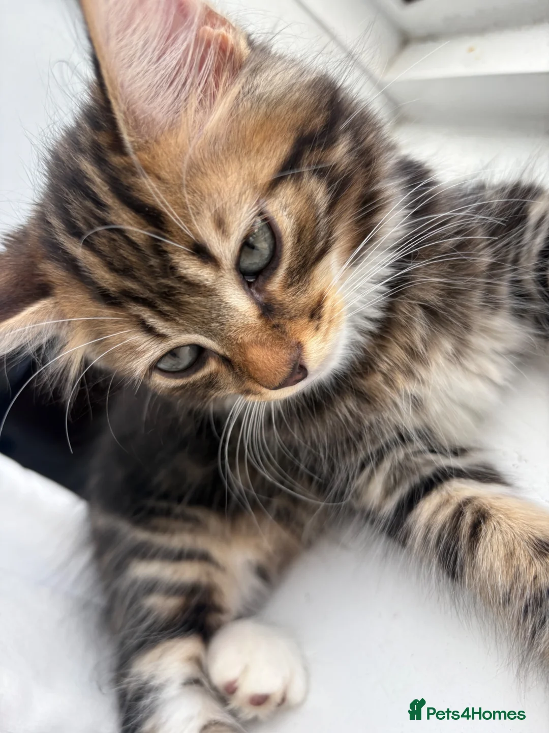 Mixed Breed cats for sale: Milo  in Croydon - Advert 2