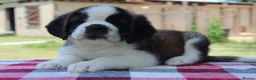 Saint Bernard dogs for sale: dcjkhsdk purebred Saint Bernard puppies for you in Cheltenham - Advert 5