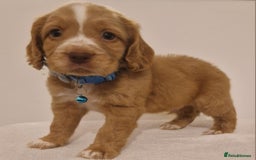 Cocker Spaniel dogs for sale: Cocker spaniel pups for sale  - Image 2