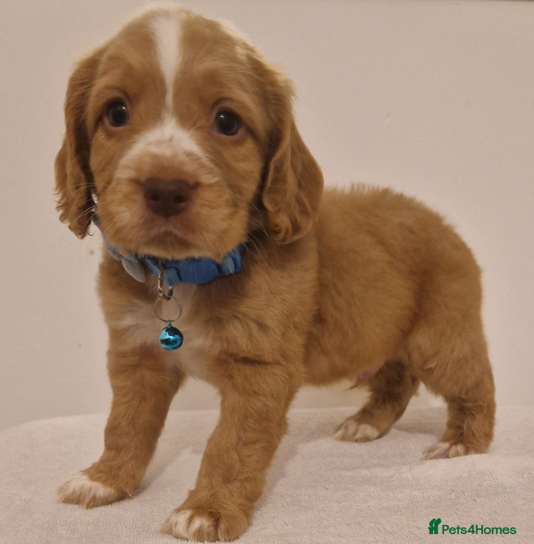 Cocker Spaniel dogs for sale: Cocker spaniel pups for sale  - Image 2