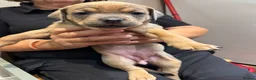 Mixed Breed dogs for sale: Staffweilers F5 exotic colours co/co dd bb  in London - Advert 36