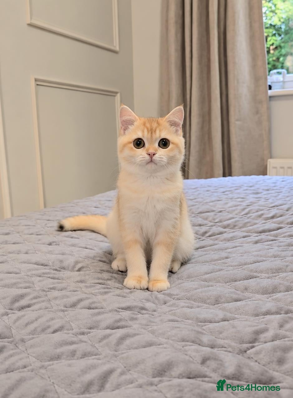 British Shorthair cats GCCF Chocolate Golden Girl | LAST ONE | Ready NOW - Advert 1