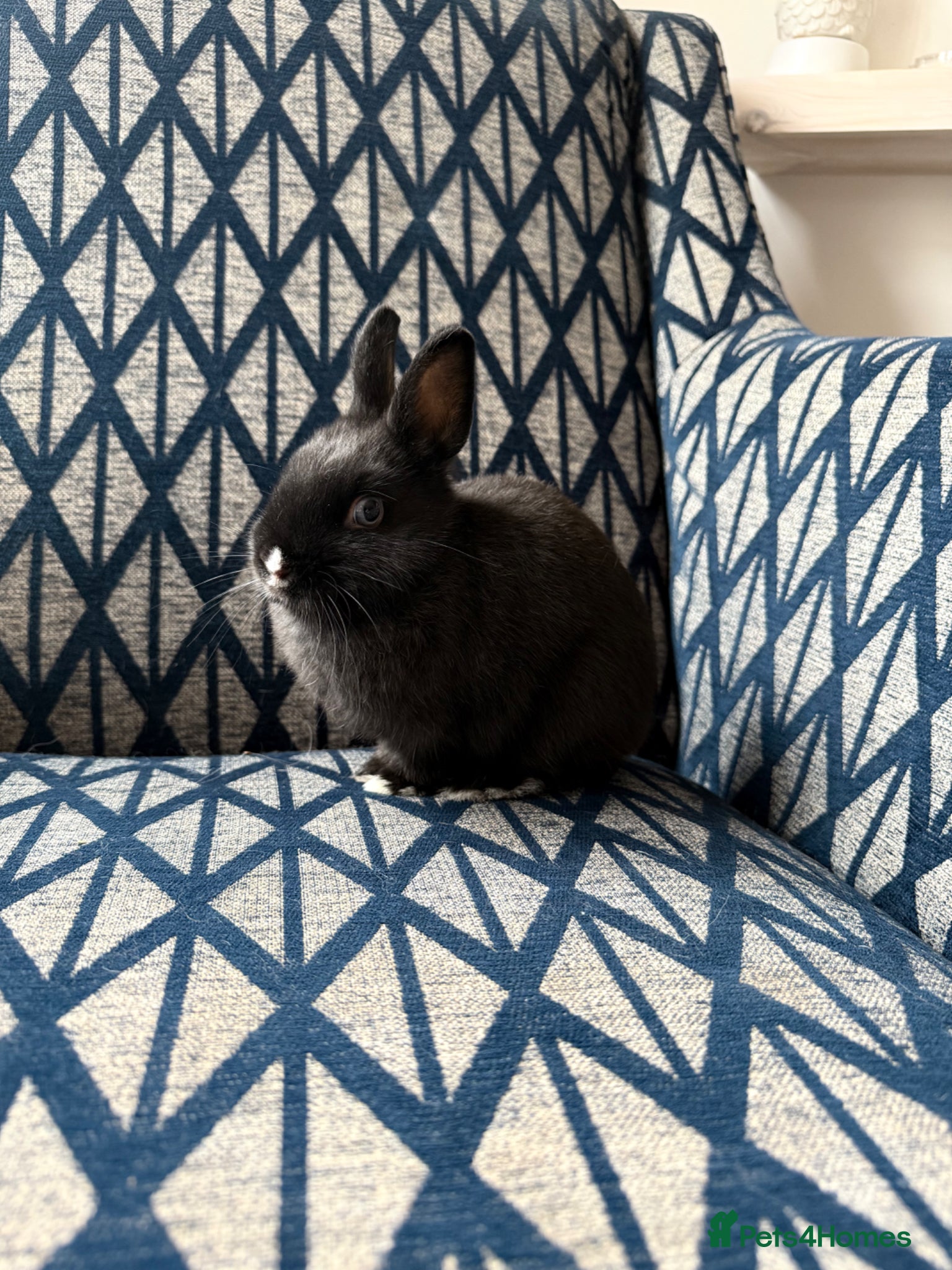 Netherland Dwarf rabbits for sale: Female Netherland Dwarf - Advert 3