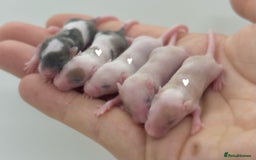 Mouse rodents for sale: baby fancy mice / please read the description. - Image 2