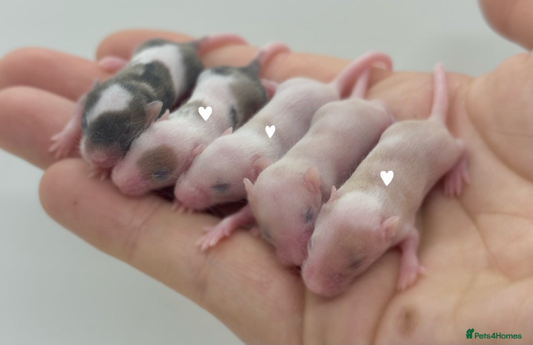 Mouse rodents for sale: baby fancy mice / please read the description. - Image 2