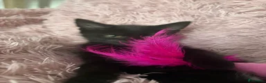 Mixed Breed 3