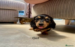 Miniature Dachshund dogs for sale: KC Reg long hair mini dachshunds “Ready now” - Image 12