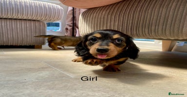 Miniature Dachshund dogs - Advert 4