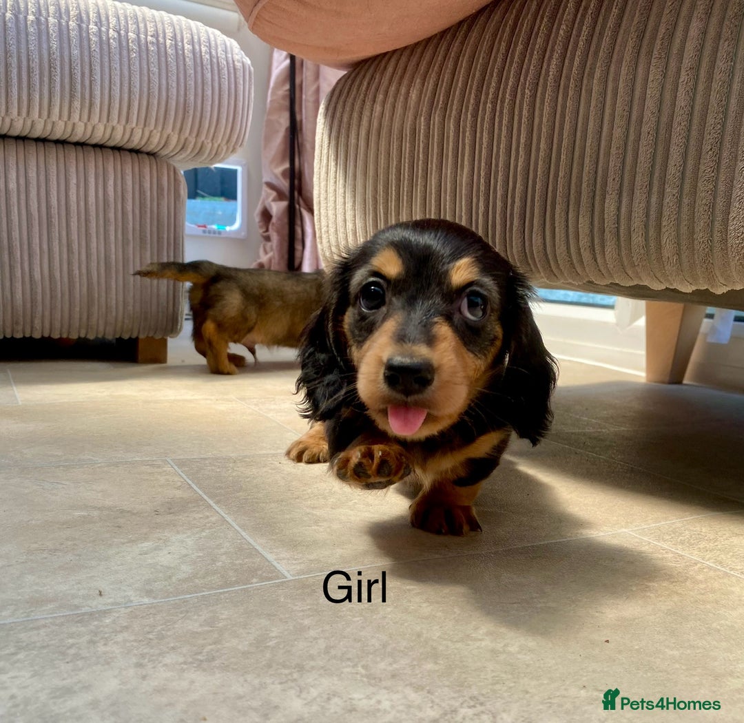 Miniature Dachshund dogs for sale: KC Reg long hair mini dachshunds “Ready now” - Image 12