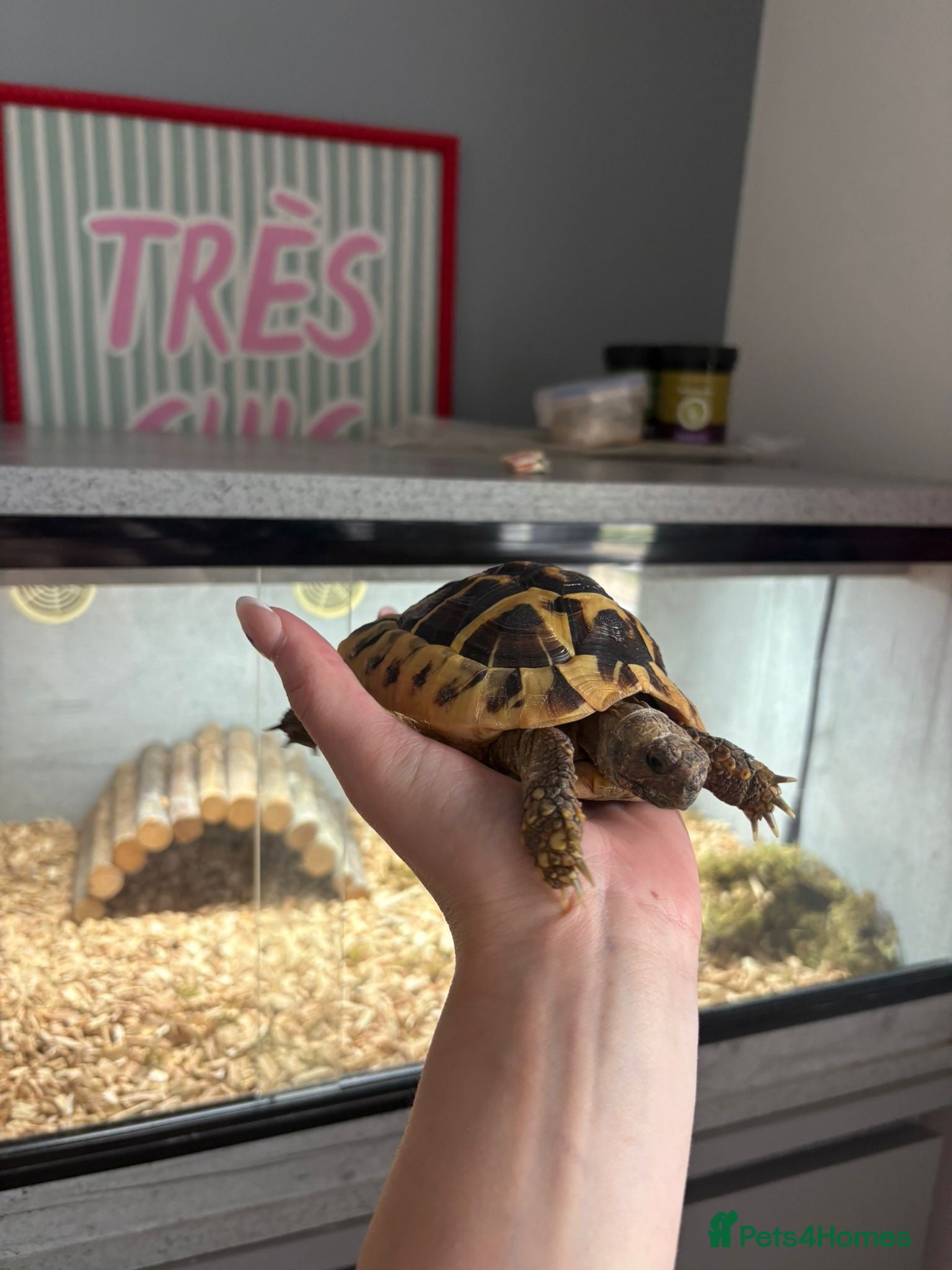 Hermann Tortoise reptiles Mrs tortoise for sale  - Advert 2